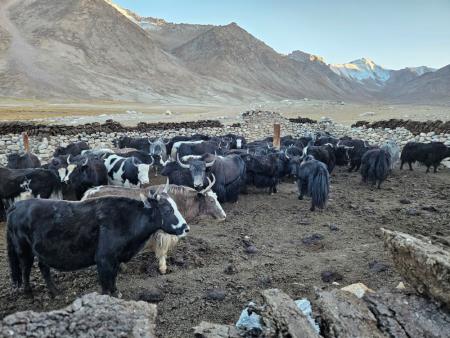 Pamir, 18. 1. 2024 (4)